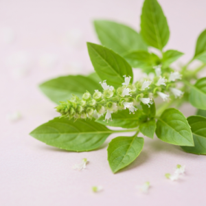 sweet-basil-oil-2.png