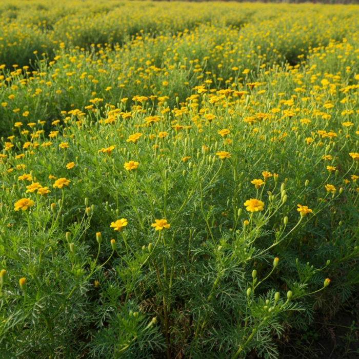 tagette-absolute-oil-3.png tagette-absolute-oil-3.png