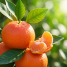 tangerine-therapeutic-grade-oil-2.png
