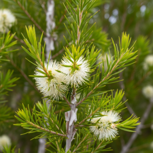 tea-tree-australian-oil-2.png