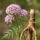 valerian-therapeutic-grade-oil-2.png
