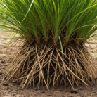 vetiver-absolute-oil-ruhkhus-green-2.png