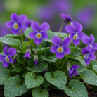 violet-leaf-absolute-oil-2.png