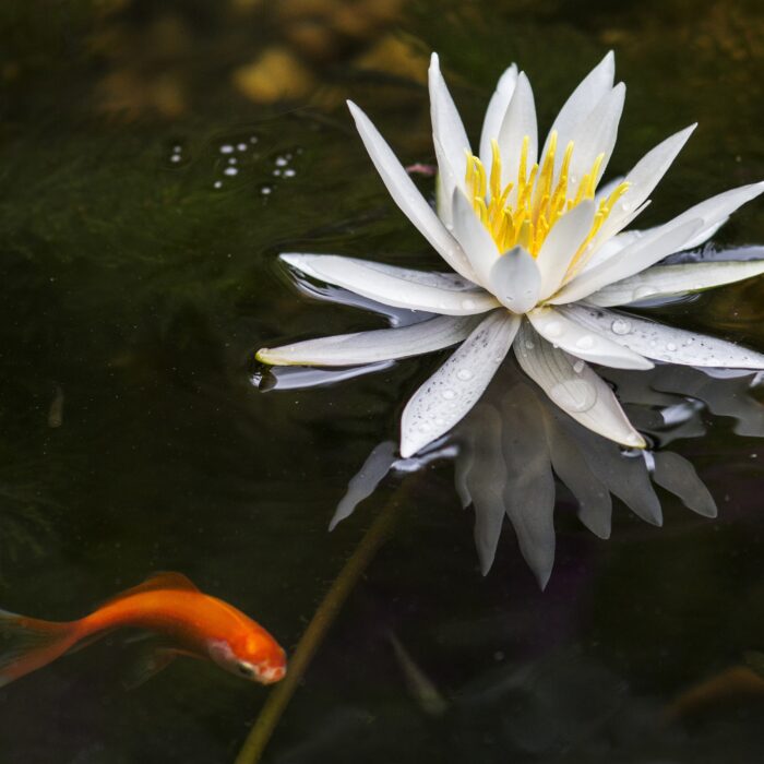 Closeup shot of a beautiful lotus flower blooming in a lake with a gold fish on the side Closeup shot of a beautiful lotus flower blooming in a lake with a gold fish on the side