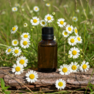 wildcrafted-chamomile-german-oil-1.png