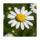 wildcrafted-chamomile-german-oil-2.png