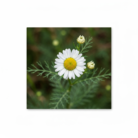 wildcrafted-chamomile-roman-oil-2.png