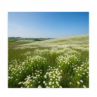 wildcrafted-chamomile-roman-oil-3.png