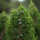 wildcrafted-cypress-leaf-oil-2.png