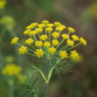 wildcrafted-fennel-sweet-oil-2.png