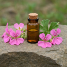 wildcrafted-geranium-bourbon-oil-1.png