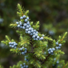 wildcrafted-juniper-berries-oil-2.png