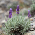 wildcrafted-lavender-oil-2.png