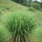 wildcrafted-lemongrass-oil-2.png