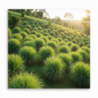 wildcrafted-lemongrass-oil-3.png