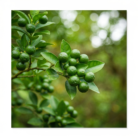 wildcrafted-lime-oil-2.png