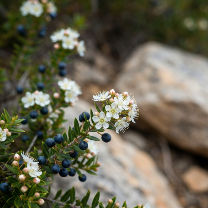 wildcrafted-myrtle-oil-2.png wildcrafted-myrtle-oil-2.png