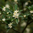 wildcrafted-neroli-oil-2.png