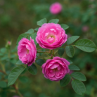 wildcrafted-rose-oil-2.png