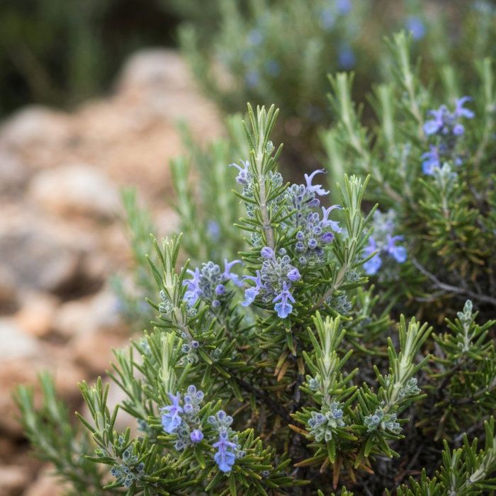 wildcrafted-rosemary-oil-2.png