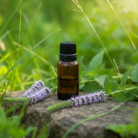 wildcrafted-spearmint-oil-1.png