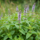 wildcrafted-spearmint-oil-2.png