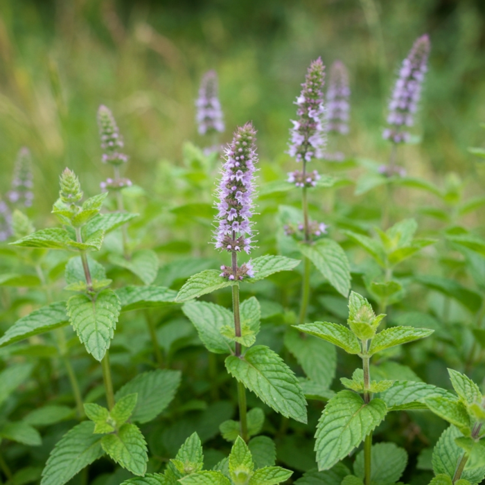 wildcrafted-spearmint-oil-2.png