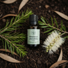 wildcrafted-tea-tree-oil-1.png