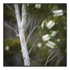 wildcrafted-tea-tree-oil-2.png
