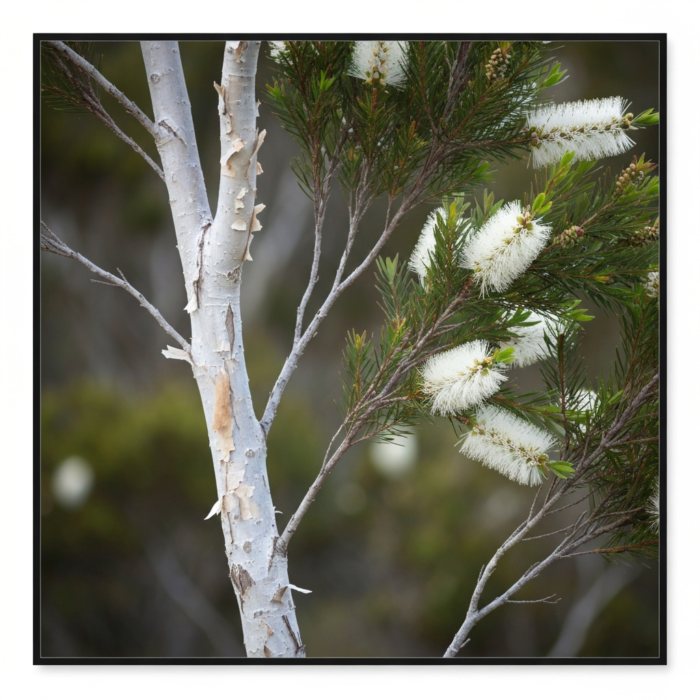 wildcrafted-tea-tree-oil-2.png