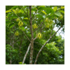 wildcrafted-ylang-ylang-oil-2.png