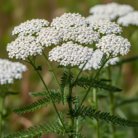 yarrow-oil-2.png