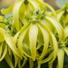 ylang-ylang-oil-extra-2.png
