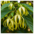 ylang-ylang-oil-madgascar-2.png